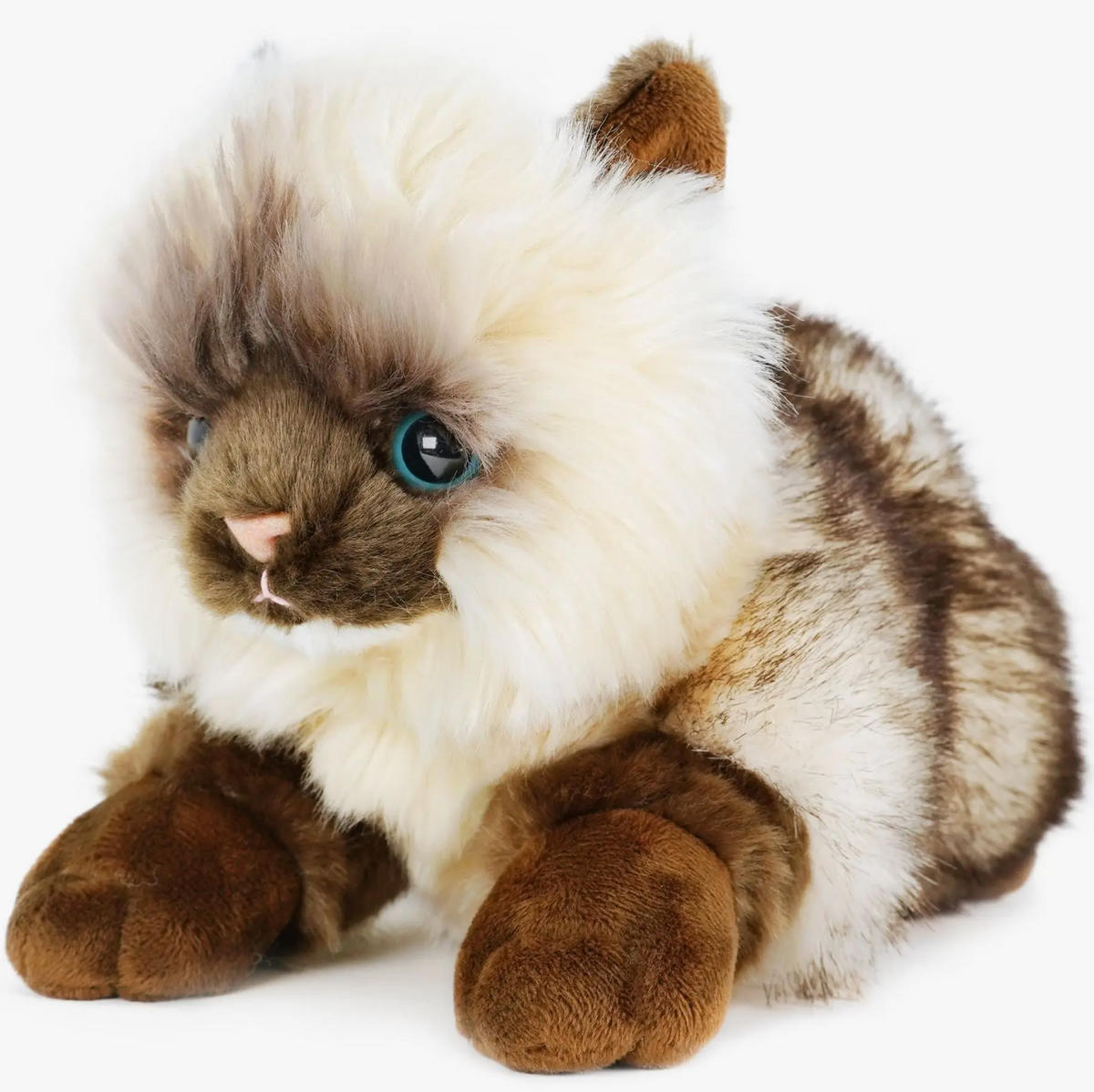 Snowy the Ragdoll Cat