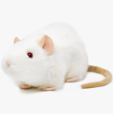 Wylie the White Rat