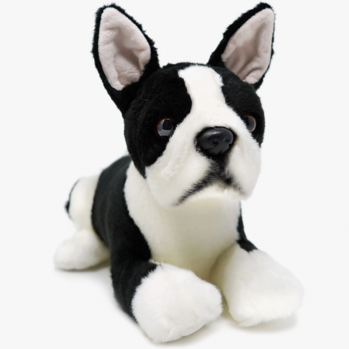 Baxter The Boston Terrier
