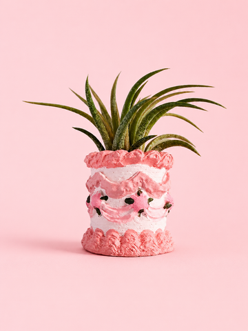 Pink Birthday Cake Mini Planter and Air Plant