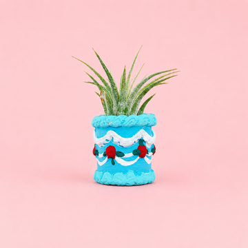 Blue Colorful Cake Mini Planter with Air Plant