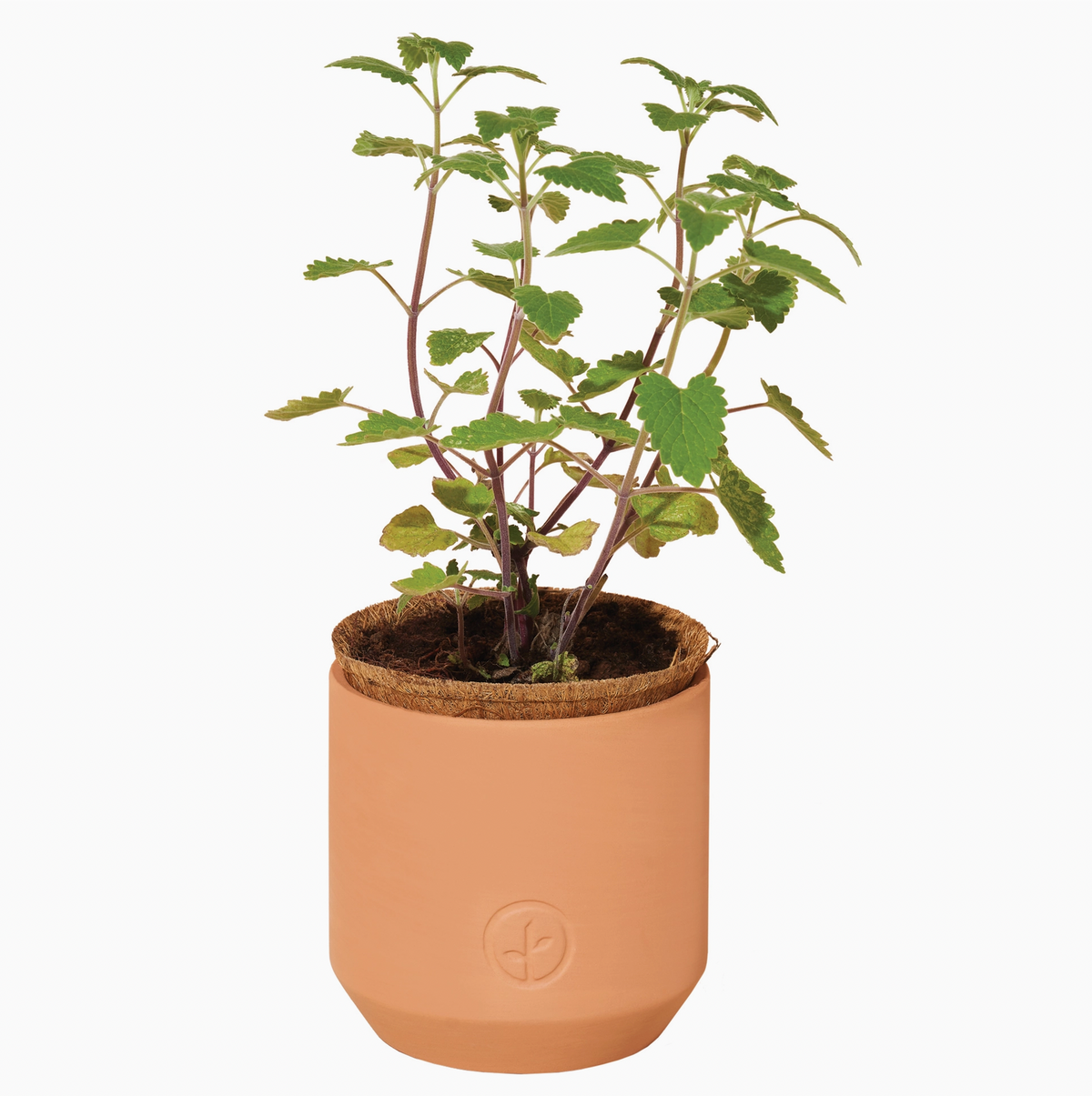 Tiny Terracotta Pet Grow Kit Curious Catnip