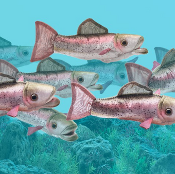 Mini Rainbow Trout Finger Puppet