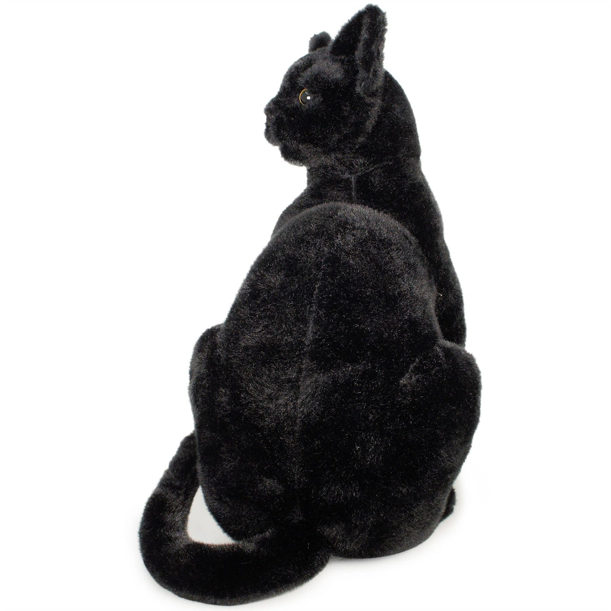 Boone The Black Cat