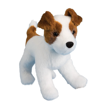 Feisty Jack Russel Terrier