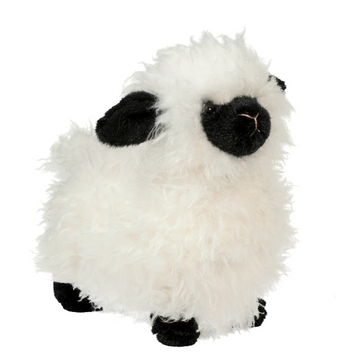 Shiloh Sheep