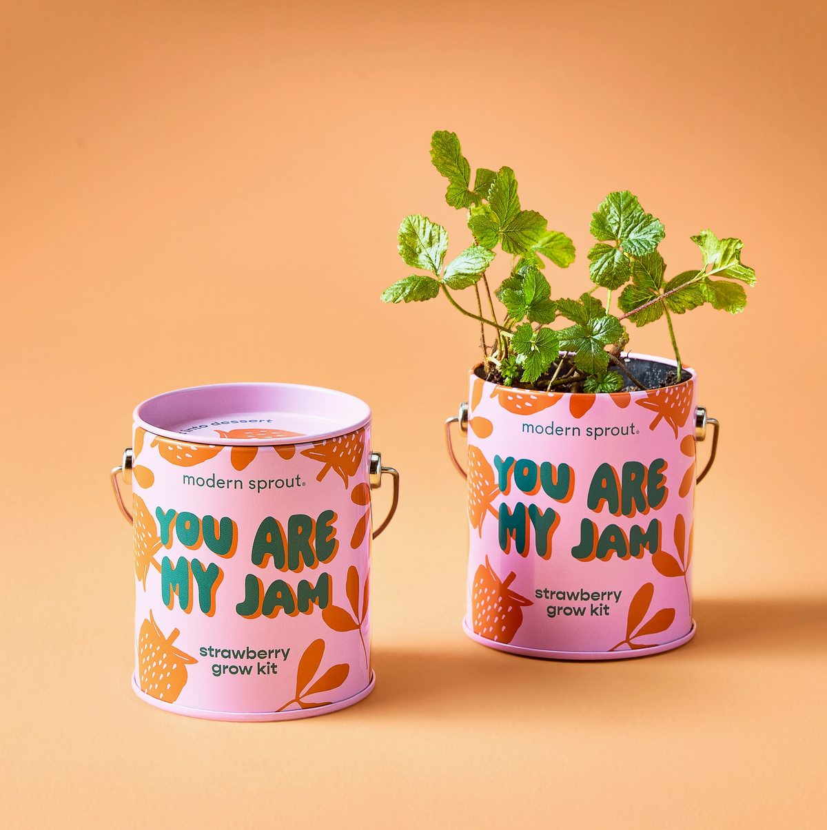 Modern Sprout Grow Kits